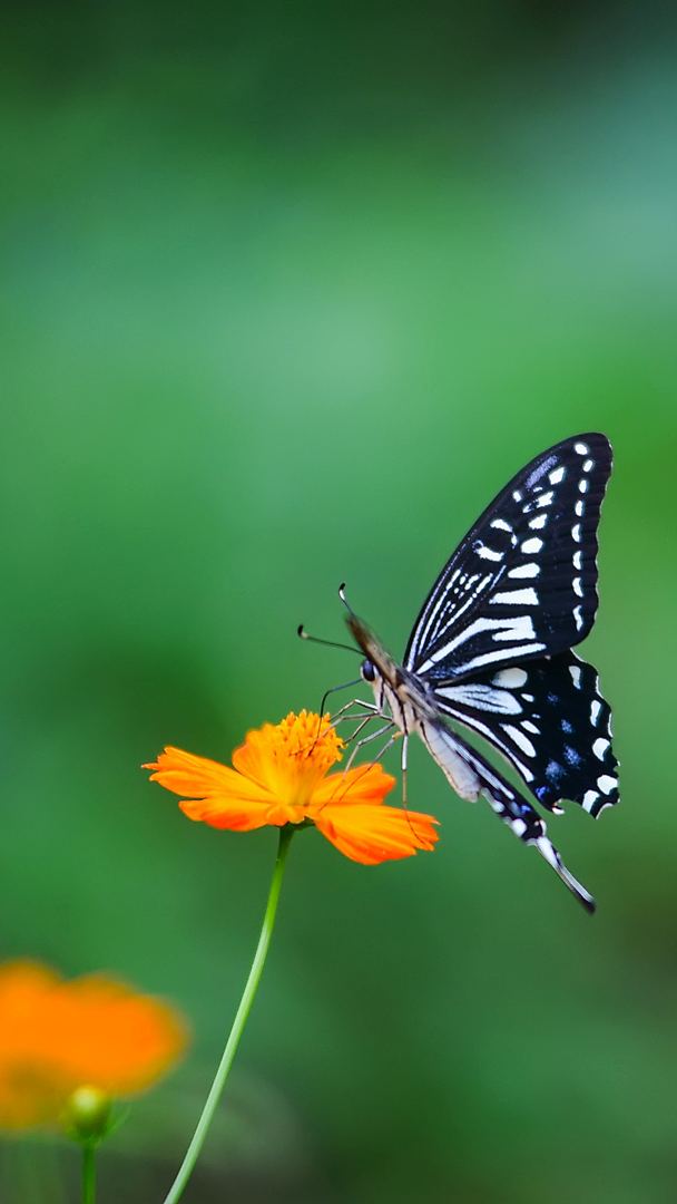 https://www.freepik.com/free-photo/butterfly-orange-flower_944775.htm#fromView=search&page=3&position=18&uuid=ef932665-2683-4d12-bea6-2e15d09b30a6